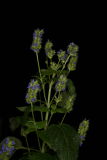 Salvia hispanica RCP12-2011 15.JPG